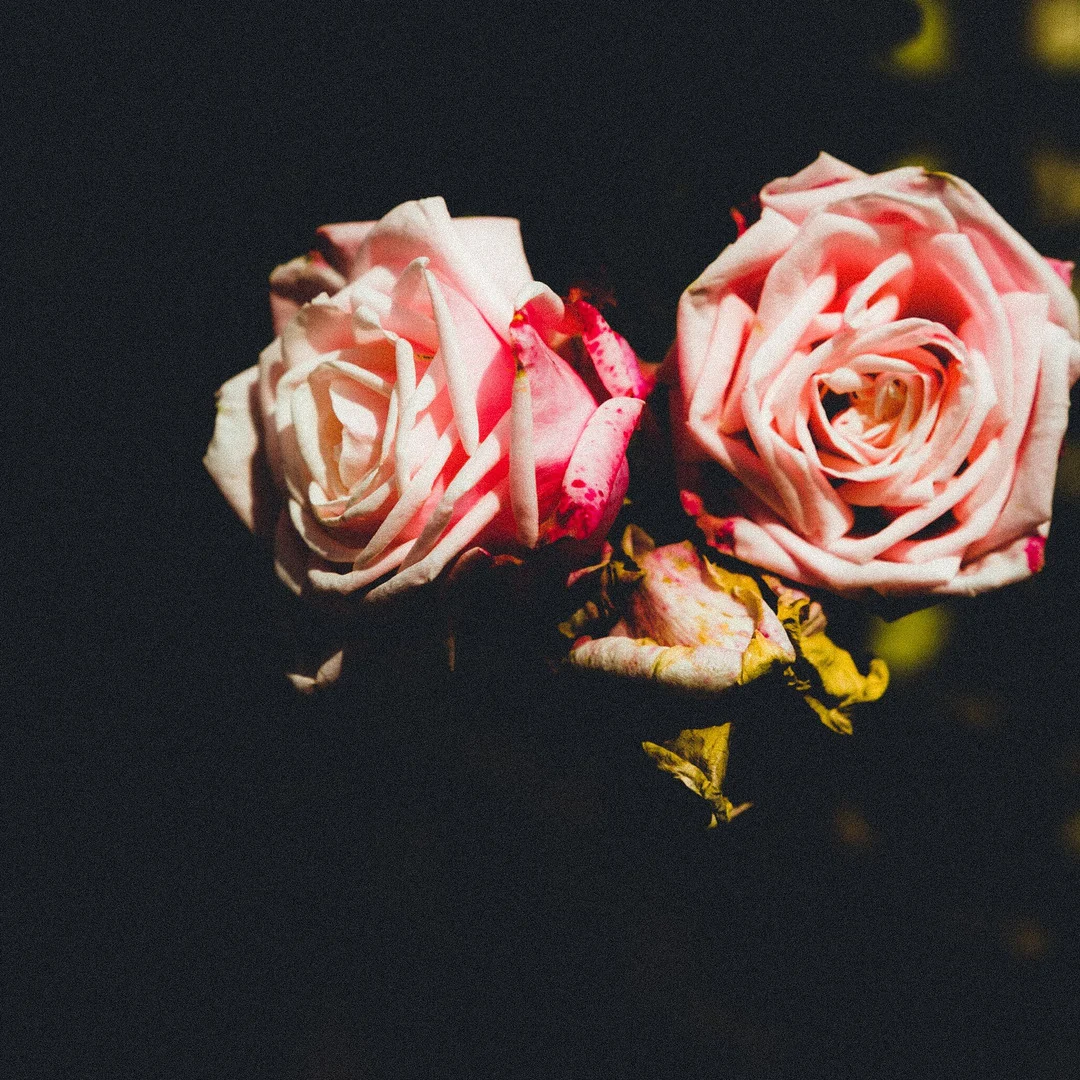 Signature scents